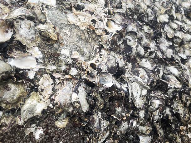 istock Oysters on rocky beach shoreline Thailand 2235843166