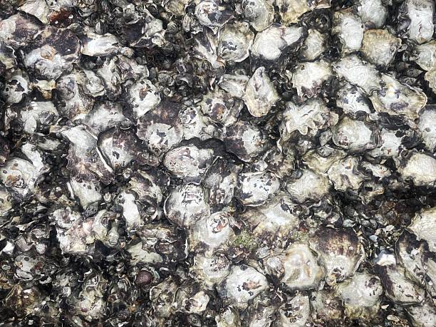 istock Oysters on rocky beach shoreline Thailand 2235843172