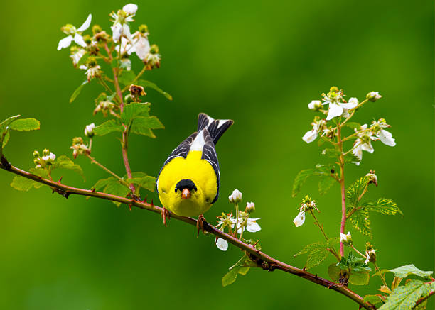 istock American Goldfinch 2235843425