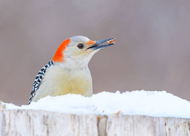 istock Red-bellied Woodpecker 2235843465
