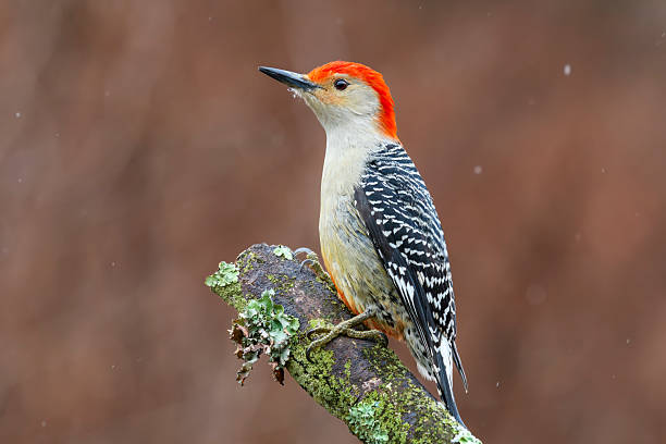 istock Red-bellied Woodpecker 2235843475