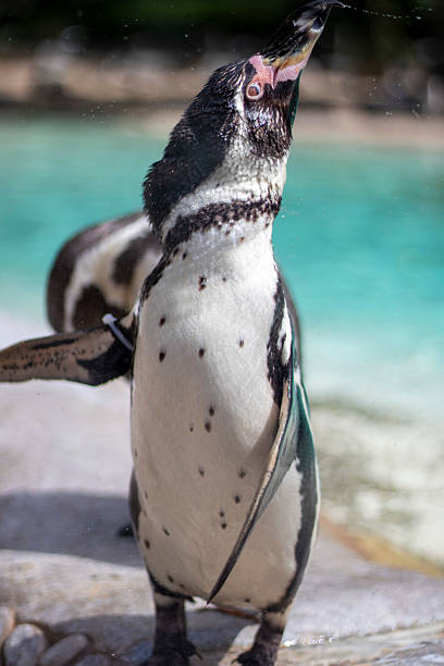 istock Majestic Humboldt Penguin 2235844035