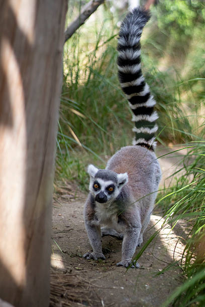 istock Ring-Tailed Lemur in its Habitat 2235844057