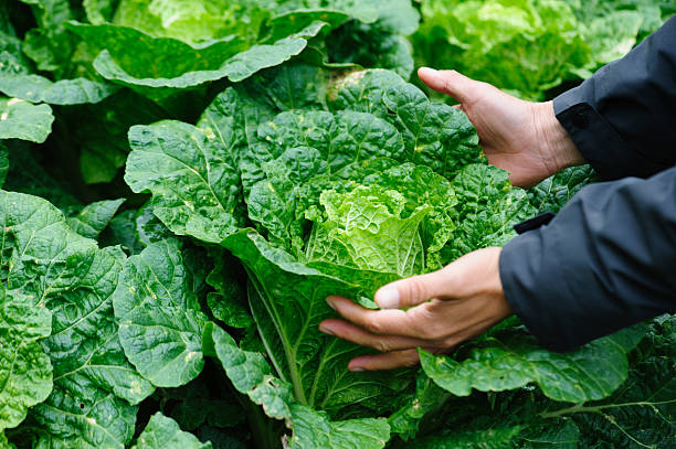 istock People hands picking green chinese cabbages crops in garden 2235845764