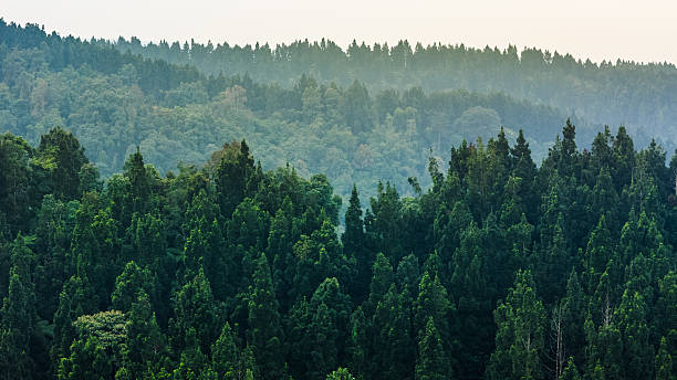 istock Misty evergreen forest with treetop view, perfect for environmental sustainability, wilderness, and green living. 2235846957