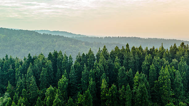 istock Scenic forest canopy with mist, ideal for nature backgrounds, and environmental 2235846962