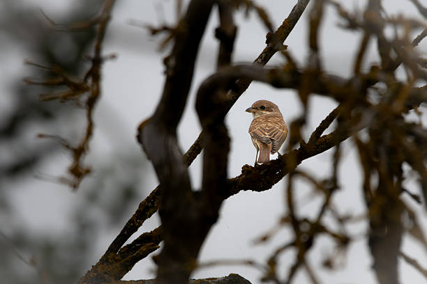 A female red-backed shrike (Lanius collurio) is perched, partially hidden between branches, blending subtly into its natural surroundings. The scene captures the characteristic behavior of this shy songbird in the wild. im