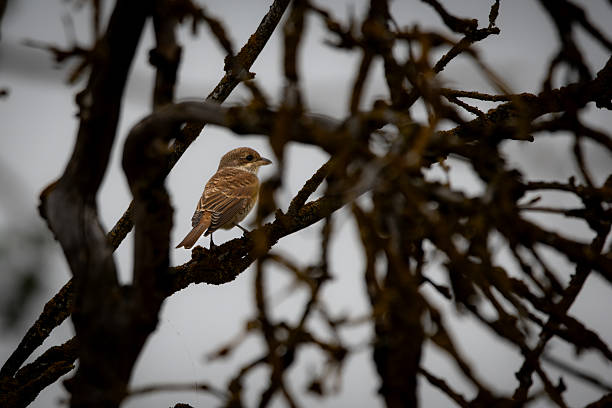 istock A female red-backed shrike (Lanius collurio) is perched, partially hidden between branches, blending subtly into its natural surroundings. The scene captures the characteristic behavior of this shy songbird in the wild. lp 2235848868