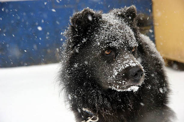 Head shot of a Swedish Lapphund in the snow looking at something that has caught their attention.