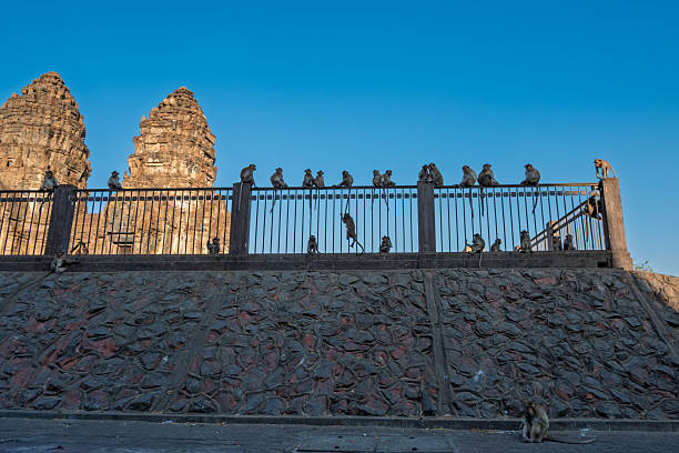 A large group of long-tailed macaque monkeys, also known as crab-eating macaques, are seen lounging and climbing on a black metal railing and a textured dark stone retaining wall. In the background, two impressive ancient stone temple prangs, remnants of Khmer architecture, rise against a vibrant blue sky during daylight hours. This scene captures the unique interaction between wildlife and ancient history, likely at Phra Prang Sam Yot temple in Lopburi, Thailand, a popular tourist attraction for its numerous resident monkeys.
