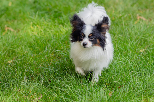 The Papillon, also called the Continental Toy Spaniel, is a breed of spaniel-type dog.