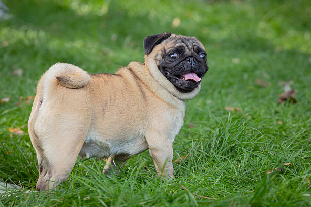 istock A pug dog walks through a summer meadow. Close-up. 2235850513