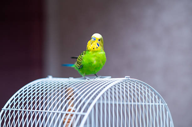 istock Green budgerigar sitting on top of birdcage at home 2235850708