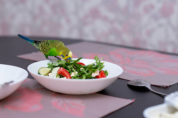Green budgerigar perched on salad bowl at dining table in kitchen, funny moment of exotic pet exploring human food