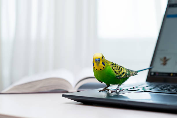 istock Green budgerigar sitting on laptop indoors 2235850720