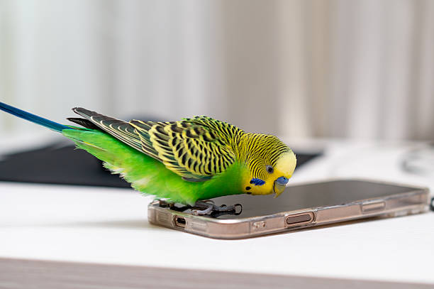 istock Green budgerigar sitting on laptop with computer mouse on desk 2235850722
