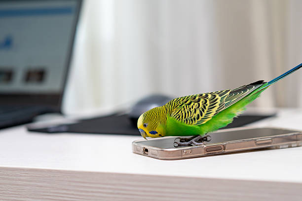 istock Green budgerigar sitting on laptop with computer mouse on desk 2235850723