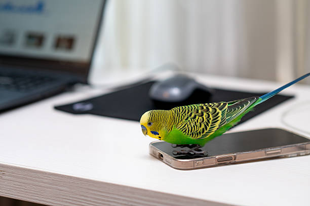 istock Green budgerigar sitting on laptop with computer mouse on desk 2235850724