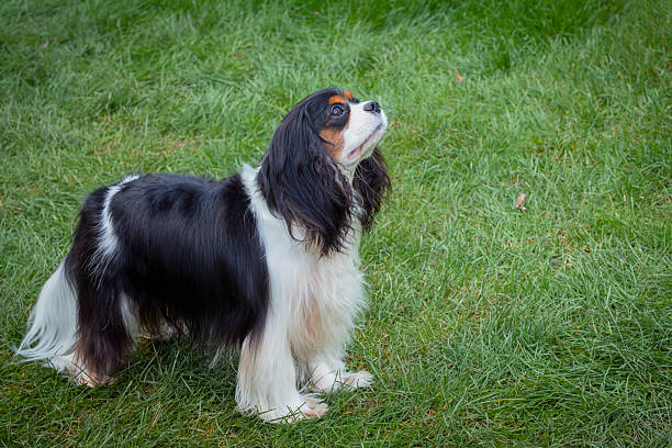 The Cavalier King Charles Spaniel (CKCS) is a British breed of toy dog of spaniel type
