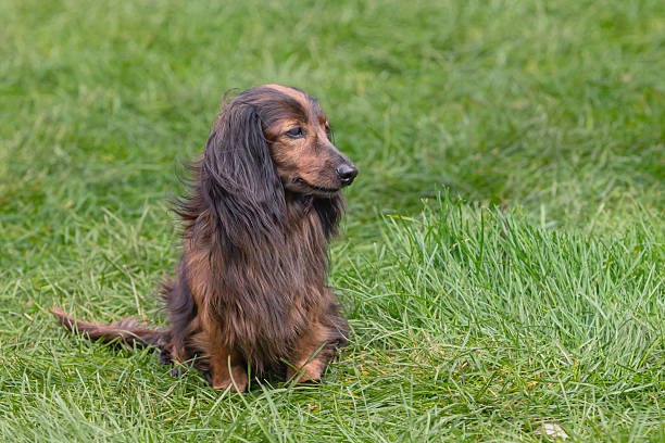 The dachshund , also known as the wiener dog, badger dog, and sausage dog, is a short-legged, long-bodied, hound-type dog breed.