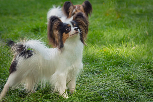istock A Papillon dog walks in a summer meadow. Close-up. 2235850797