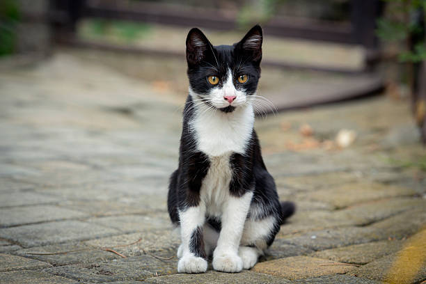 istock Portrait of a small black kitten with a white muzzle walking around the yard. 2235851084