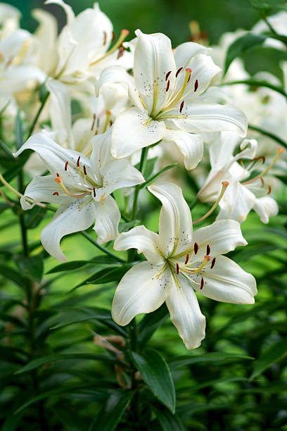 istock Creamy white lilies blooming in clustered stems and foliage 2235852162