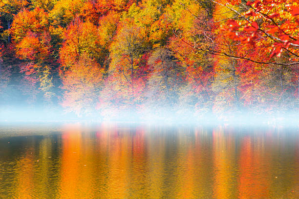 Fallen red and yellow leaves in autumn forest - Autumn forest landscape reflection on the water with wooden pier - Autumn landscape in (seven lakes) Yedigoller Park Bolu, Turkey