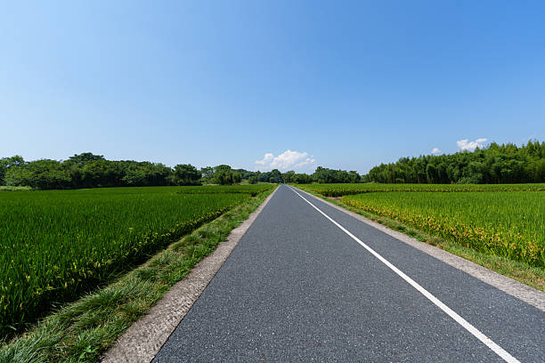 road in park