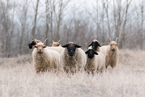 istock Flock of sheeps on the field in wintertime 2235857178