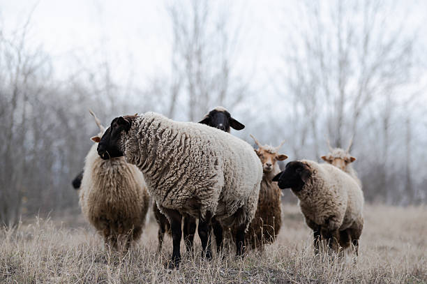 istock Flock of sheeps on the field in wintertime 2235857183