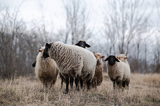 istock Flock of sheeps on the field in wintertime 2235857190