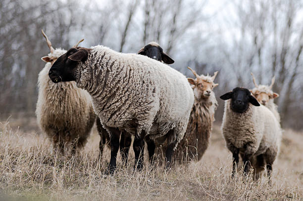 istock Flock of sheeps on the field in wintertime 2235857191