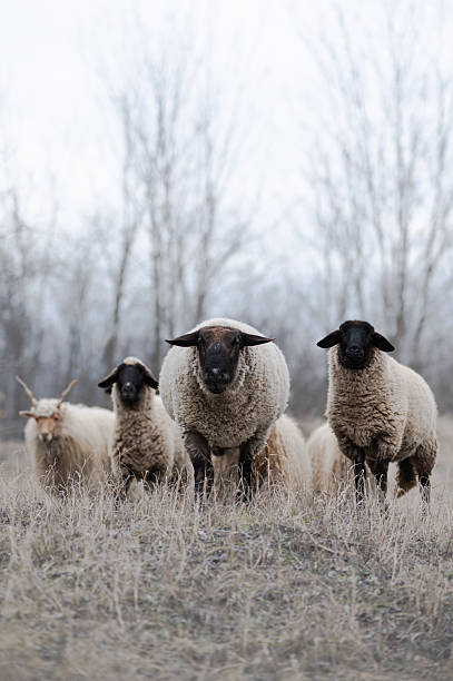 istock Flock of sheeps on the field in wintertime 2235857193