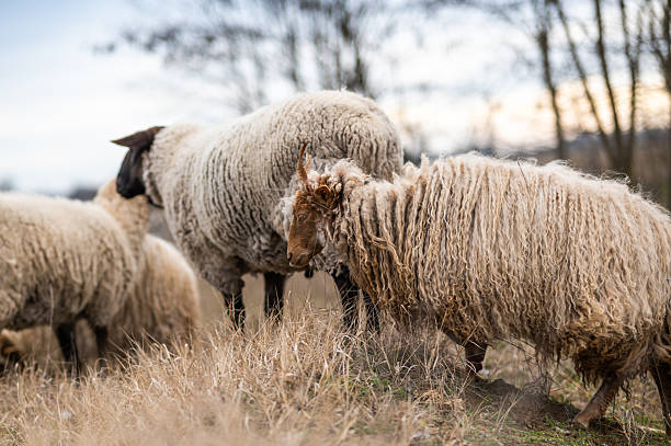 istock Flock of sheeps on the field in wintertime 2235857207