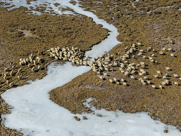 Sheep pasture in Tibet China