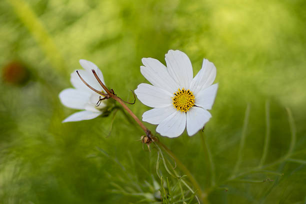 istock Close of a White and Yellow Flower 2235860373