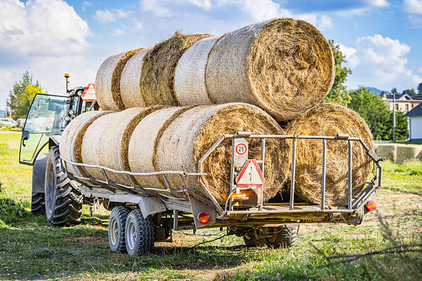 Castle Douglas, Scotland, UK - August 18, 2025: A John Deere 6155R tractor pulling a Massey Ferguson LB2233 Large Square Baler in a field in rural Scotland on a summer day. After the recent harvest of a cereal crop the remaining straw is now being baled for later use.