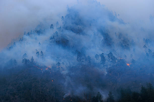 istock Forest fires and the destruction of trees 2235861474