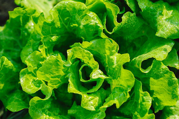 istock Green lettuce in growth at vegetable garden 2235864137