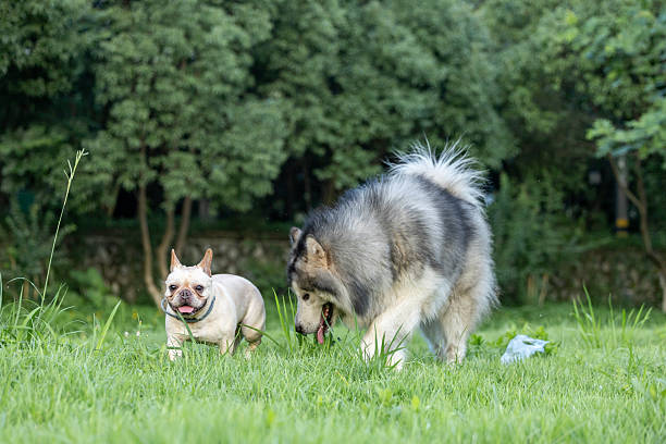 French bulldogs and Alaskan dogs are playing happily on the grass in the pet park.