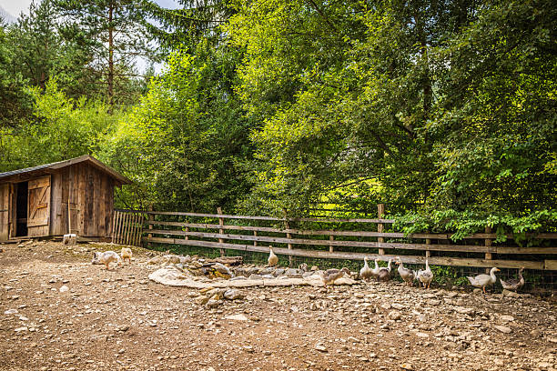 istock Flock Of Free Range Geese 2235865215