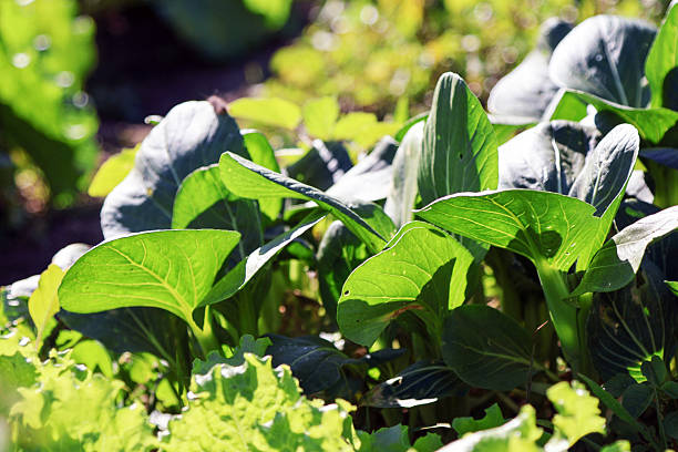 Organic Pok Choi from the Vegetable Garden