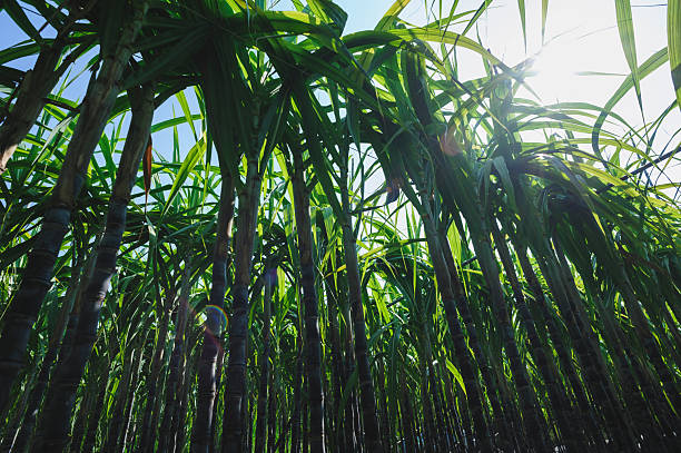 istock Sugarcane crops  grow in field 2235865238