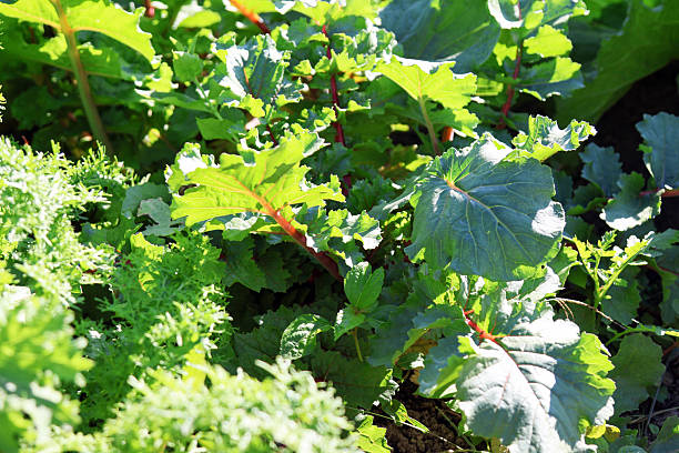 Organic red radishes from the vegetable garden