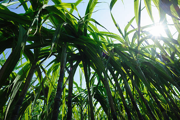 istock Sugarcane crops  grow in field 2235865530