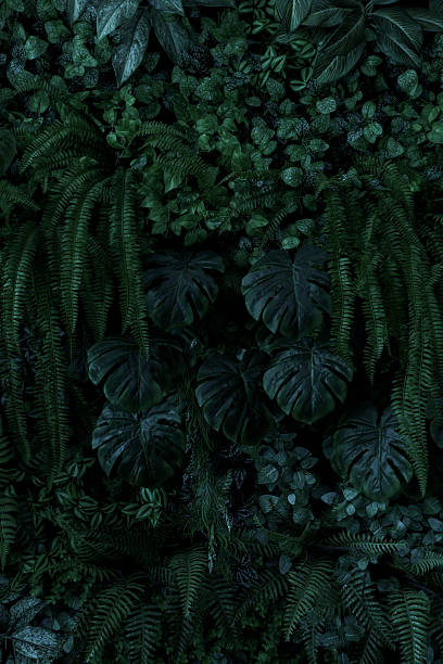 istock abstract green leaf texture, tropical leaf foliage nature dark green background 2235866101
