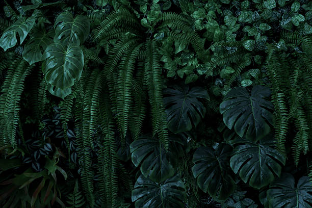 istock abstract green leaf texture, tropical leaf foliage nature dark green background 2235866107
