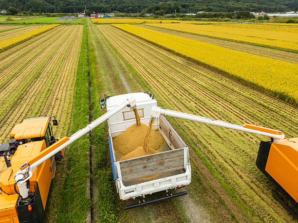 High angle view of two large harvesters dumping collected Japanese rice into a truck bed in rural Hokkaido.