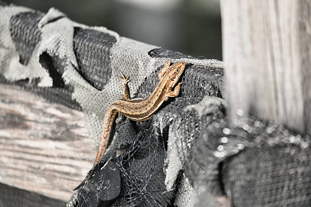 A striped lizard rests on torn fabric over old wood. An intriguing contrast between the animal world and the weathered material texture.